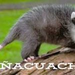 Tñacuache: The Night Wanderer Redefining Survival with Style