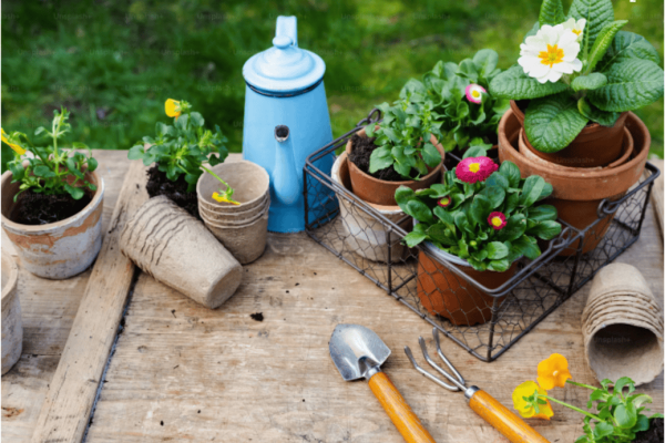 Take Your Gardening to the Next Level: Tips for a Thriving Garden