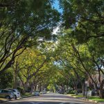 Trees' Vital Role in Urban Environments and How to Care for Them
