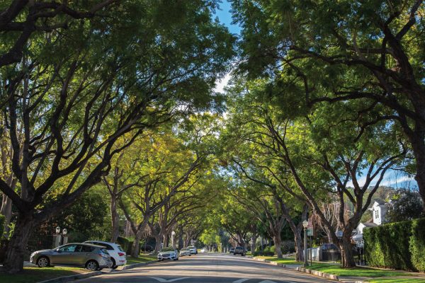 Trees' Vital Role in Urban Environments and How to Care for Them