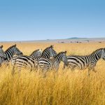 The Allure of Wildlife Safaris: An Unforgettable Adventure for All Ages