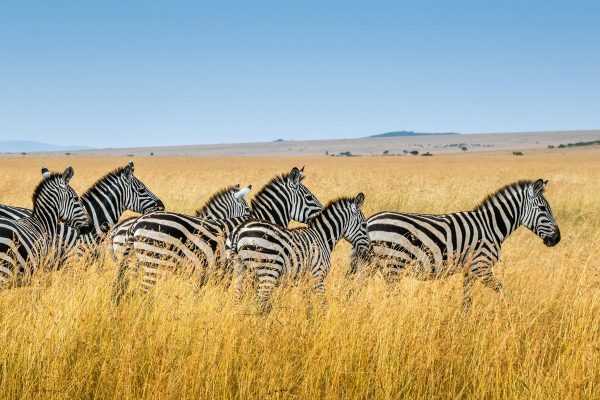 The Allure of Wildlife Safaris: An Unforgettable Adventure for All Ages