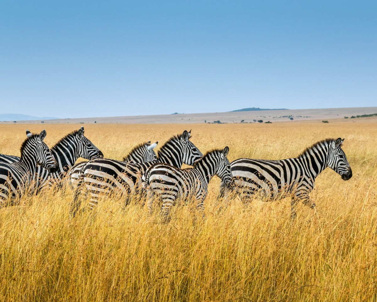 The Allure of Wildlife Safaris: An Unforgettable Adventure for All Ages