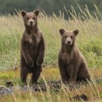 Effective Strategies for Humane Animal Control and Wildlife Management