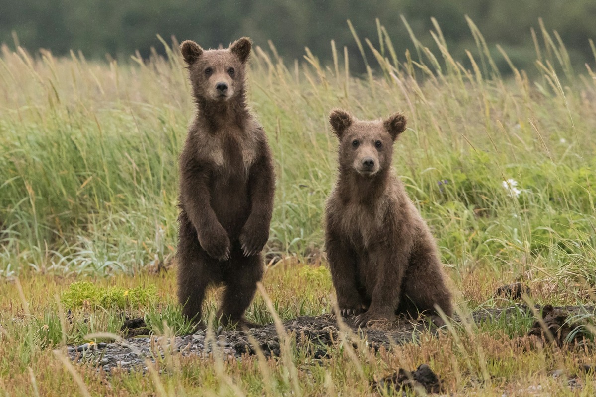 Effective Strategies for Humane Animal Control and Wildlife Management