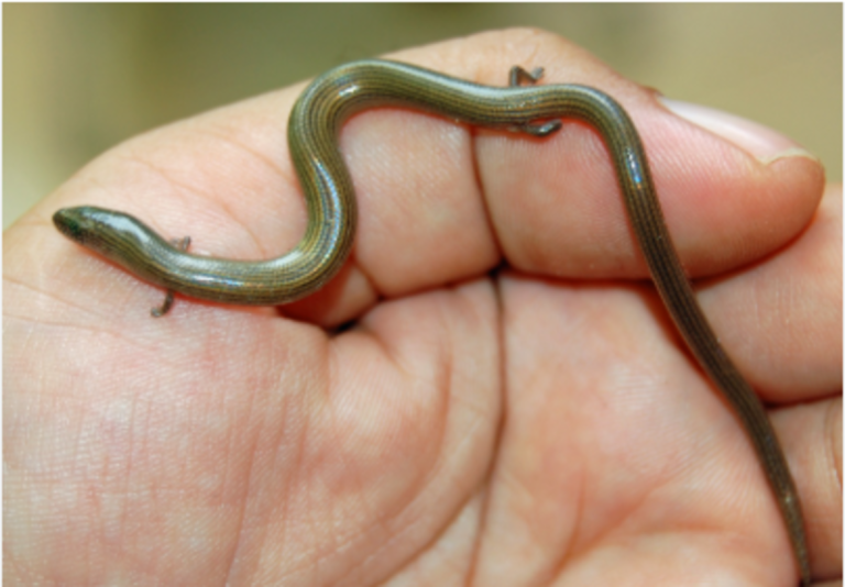 A Mysterious Healthy Lyposingrass Trend has Taken Over the Internet