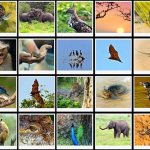 Speciering: Meaning, Scientific Context and Practical Significance