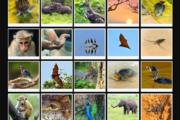 Speciering: Meaning, Scientific Context and Practical Significance