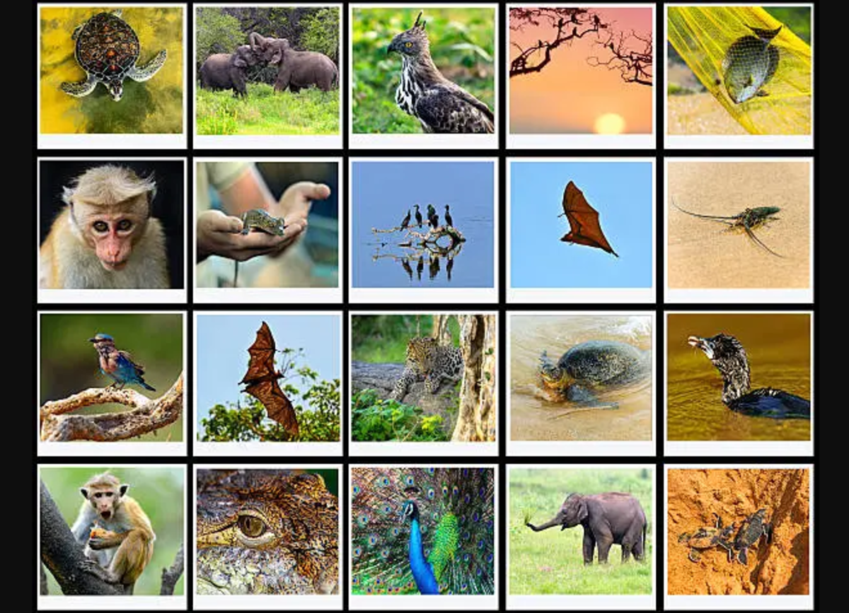 Speciering: Meaning, Scientific Context and Practical Significance