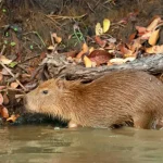 Cadibara: The World's Largest Semi-Aquatic Rodent