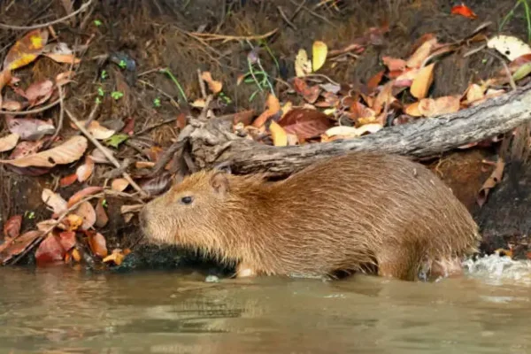 Cadibara: The World's Largest Semi-Aquatic Rodent