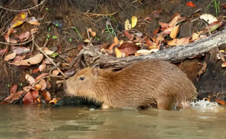 Cadibara: The World’s Largest Semi-Aquatic Rodent